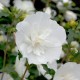 Hibiscus  syriacus  White Chifon C3